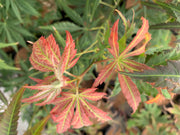 - Acer shirasawanum 'Bronze Age' Bronze Full Moon Japanese Maple - Mr Maple │ Buy Japanese Maple Trees