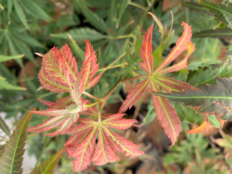 - Acer shirasawanum 'Bronze Age' Bronze Full Moon Japanese Maple - Mr Maple │ Buy Japanese Maple Trees