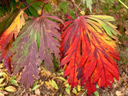 - Acer japonicum 'Mai kujaku' Dancing Peacock Japanese Maple - Mr Maple │ Buy Japanese Maple Trees