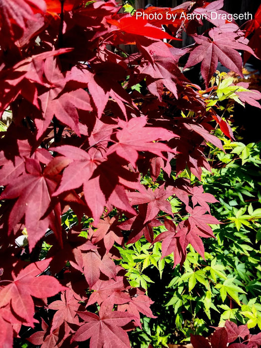 Acer palmatum 'Hi-no-tsukasa' Japanese Maple