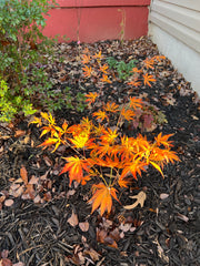 - Acer shirasawanum 'Royalty' Red Full Moon Japanese Maple - Mr Maple │ Buy Japanese Maple Trees