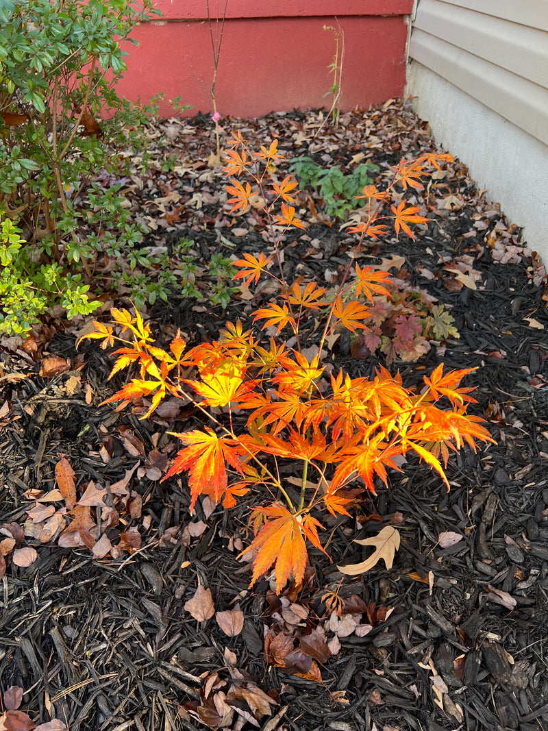 - Acer shirasawanum 'Royalty' Red Full Moon Japanese Maple - Mr Maple │ Buy Japanese Maple Trees