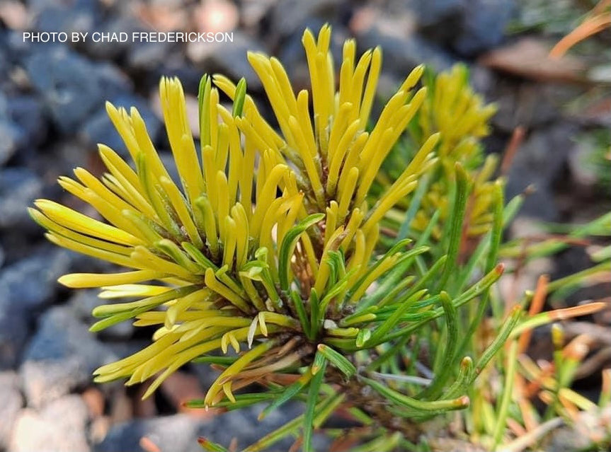 Pinus mugo 'Real Sparklers’ Variegated Dwarf Mountain Pine Tree
