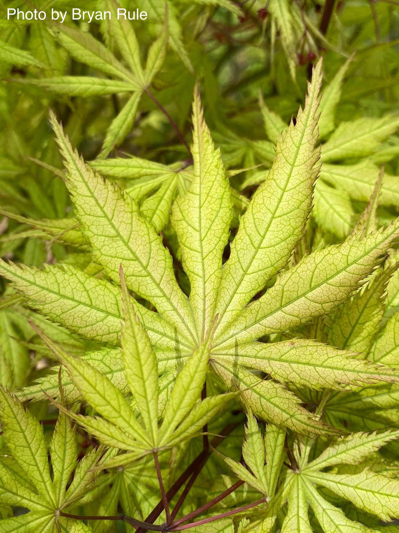 - Acer palmatum 'Grandma Ghost' Japanese Maple - Mr Maple │ Buy Japanese Maple Trees