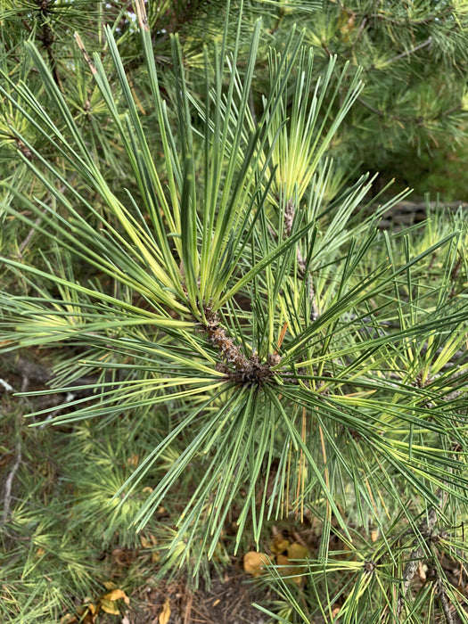 Pinus thunbergii 'Oculus Draconis' Variegated Japanese Black Pine Tree