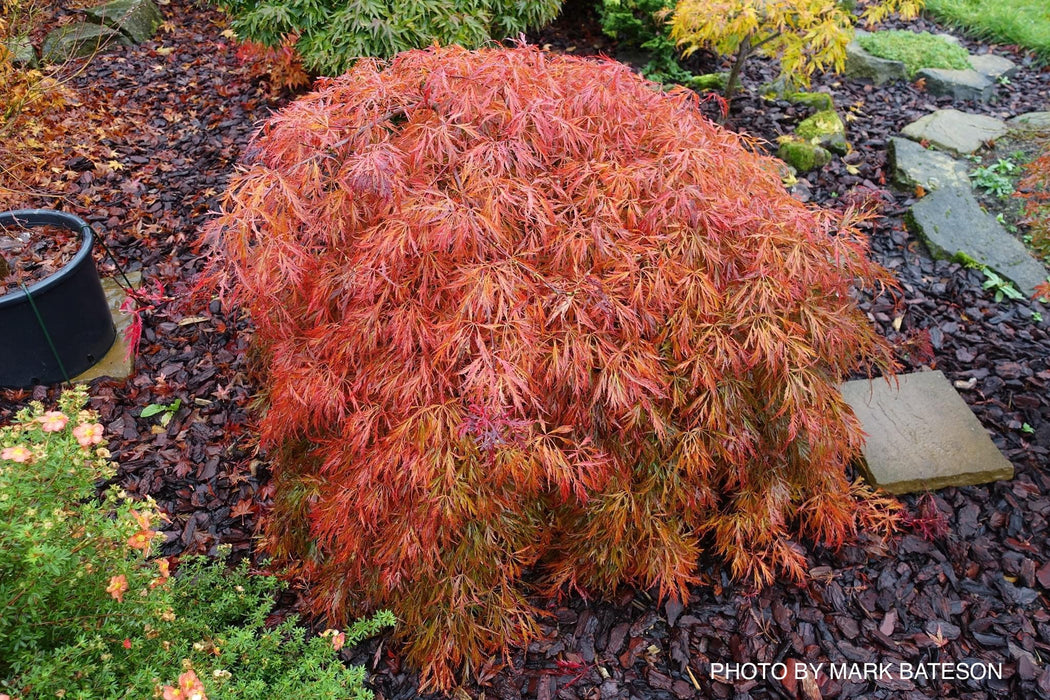 Acer palmatum 'Pendulum Julian' Weeping Japanese Maple