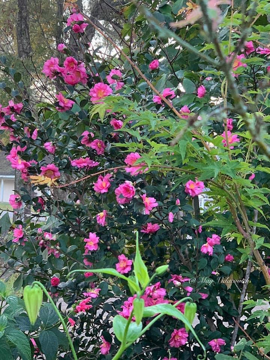 Camellia sasanqua 'Kanjiro' Pink Flowering Camellia