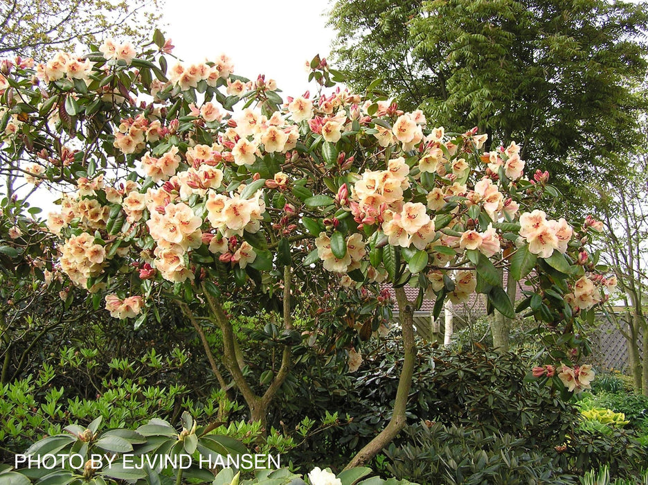 Rhododendron 'Viscy' Peach Orange Blooms