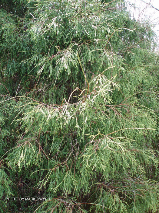 Thuja occidentalis 'Filiformis' Threadleaf Arborvitae