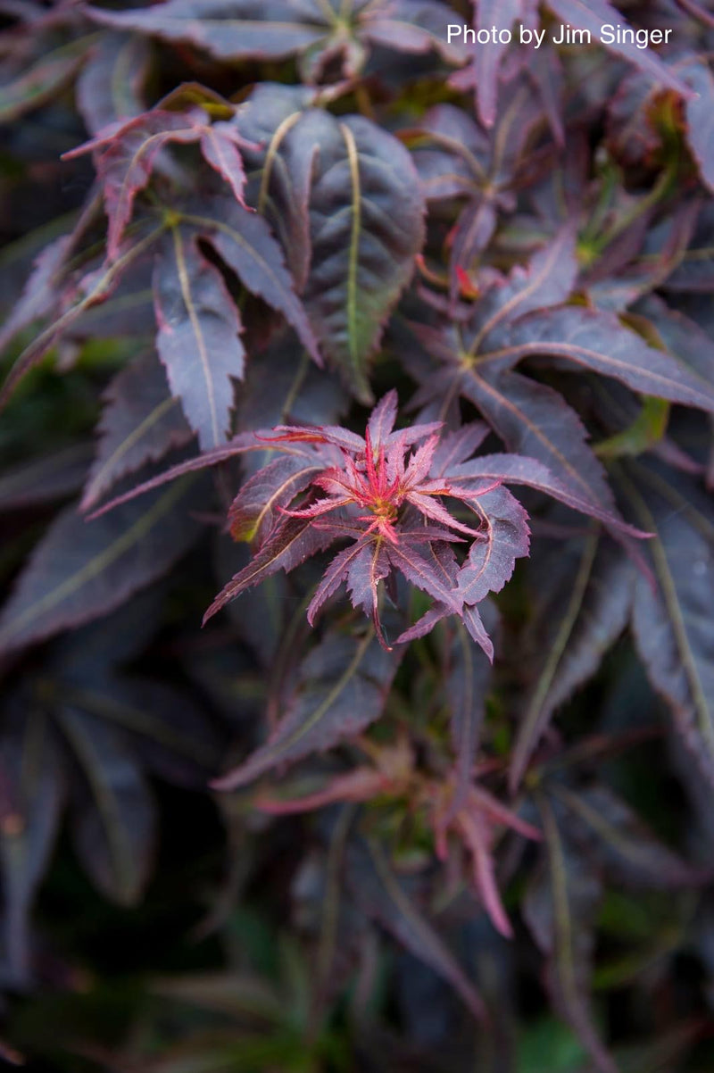 - Acer palmatum 'Kurenai jishi' Red Lion Japanese Maple - Mr Maple │ Buy Japanese Maple Trees