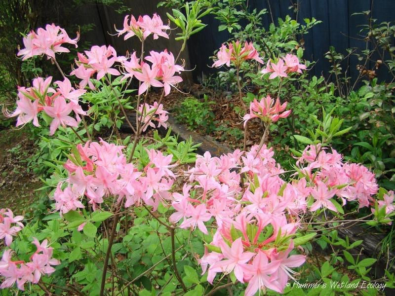 Rhododendron prinophyllum Native Azalea