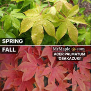 - Acer palmatum 'Osakazuki' Japanese Maple - Mr Maple │ Buy Japanese Maple Trees