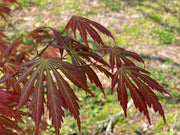 - Acer shirasawanum 'Bronze Age' Bronze Full Moon Japanese Maple - Mr Maple │ Buy Japanese Maple Trees