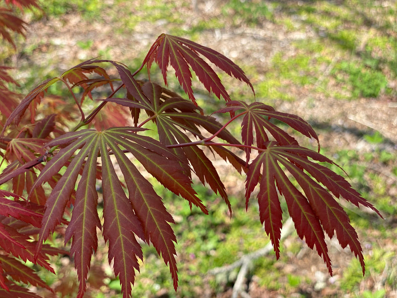 - Acer shirasawanum 'Bronze Age' Bronze Full Moon Japanese Maple - Mr Maple │ Buy Japanese Maple Trees