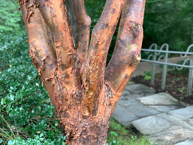 - Acer griseum - Paperbark Maple - Mr Maple │ Buy Japanese Maple Trees