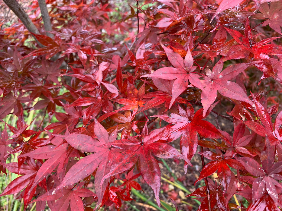 Acer palmatum 'Flushing' Japanese Maple