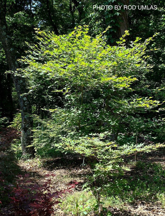 Acer sieboldianum 'Ogurayama' Full Moon Japanese Maple