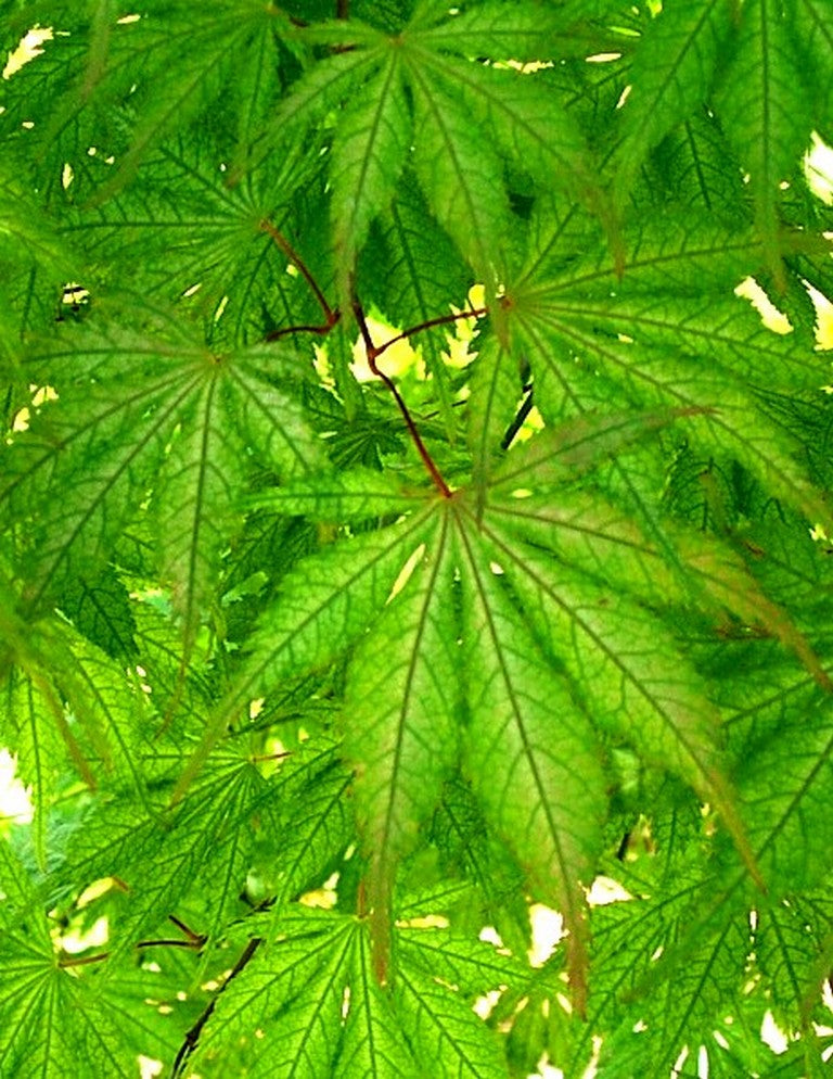 - Acer palmatum 'Grandma Ghost' Japanese Maple - Mr Maple │ Buy Japanese Maple Trees