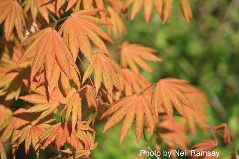 - Acer shirasawanum 'Moonrise™' Full Moon Japanese Maple - Mr Maple │ Buy Japanese Maple Trees