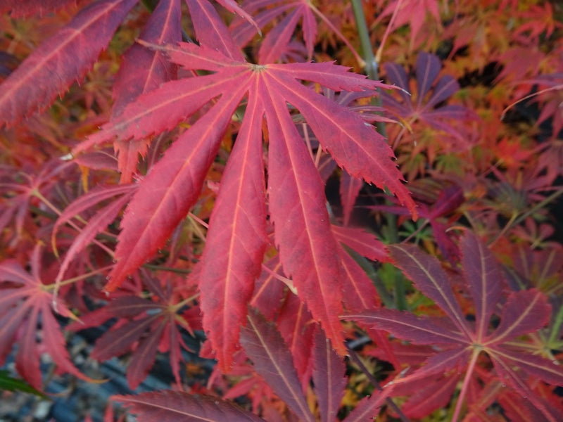 - Acer shirasawanum 'Royalty' Red Full Moon Japanese Maple - Mr Maple │ Buy Japanese Maple Trees