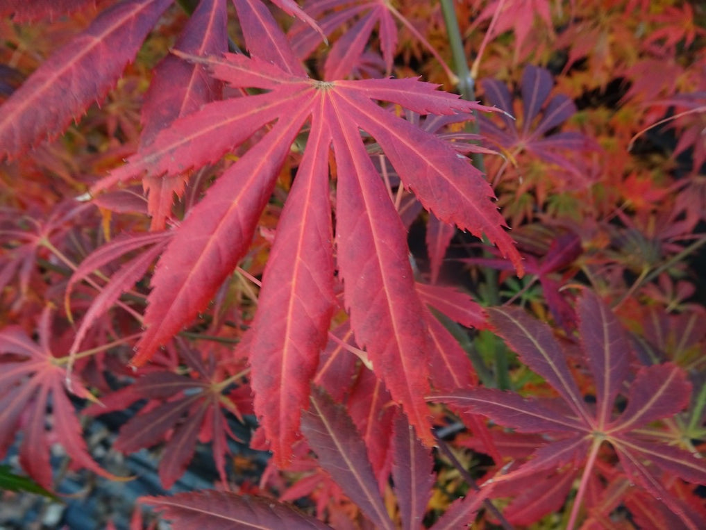 Buy Acer shirasawanum 'Royalty' Red Full Moon Japanese Maple — Mr Maple ...