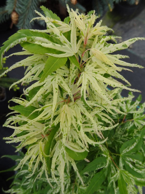 - Acer palmatum 'Snow Kitten' Japanese Maple - Mr Maple │ Buy Japanese Maple Trees