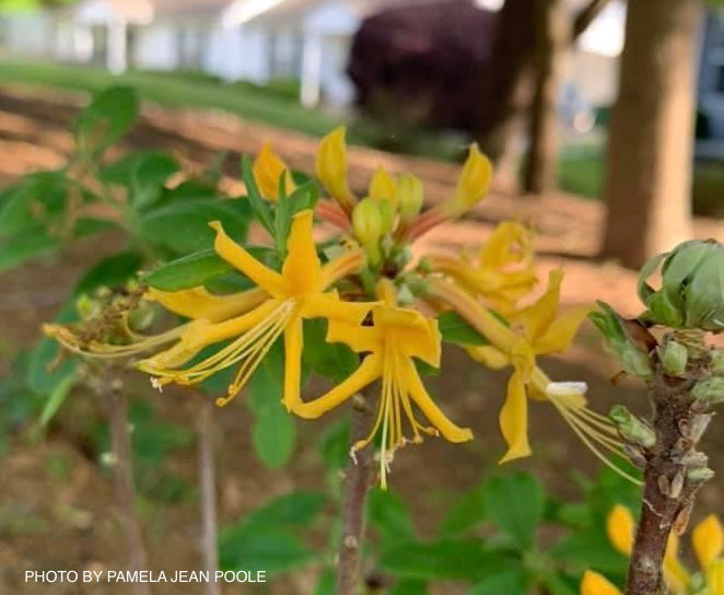 Azalea 'Rising Sun’ Yellow Native Azalea