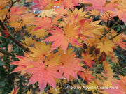 - Acer shirasawanum 'Jordan' Golden Full Moon Japanese Maple - Mr Maple │ Buy Japanese Maple Trees