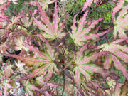 - Acer palmatum 'Firefly' Japanese Maple - Mr Maple │ Buy Japanese Maple Trees