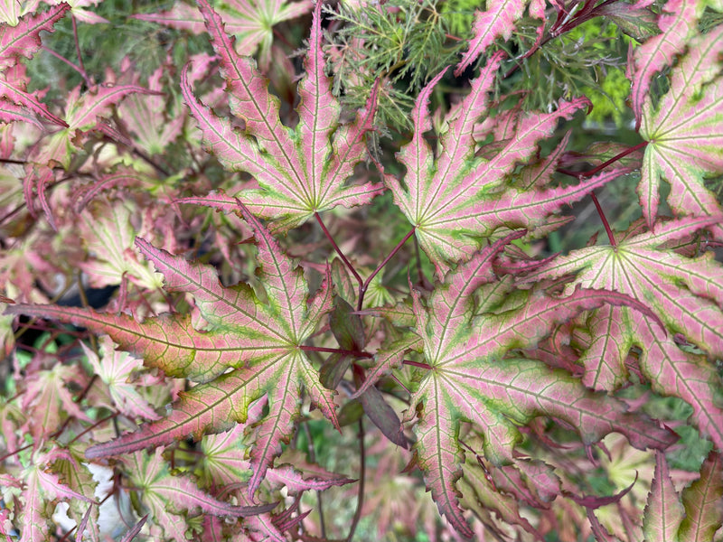 - Acer palmatum 'Firefly' Japanese Maple - Mr Maple │ Buy Japanese Maple Trees