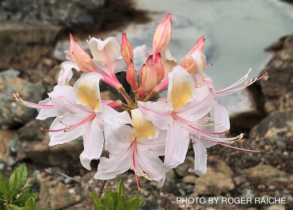 Rhododendron occidentale Native Western Azalea