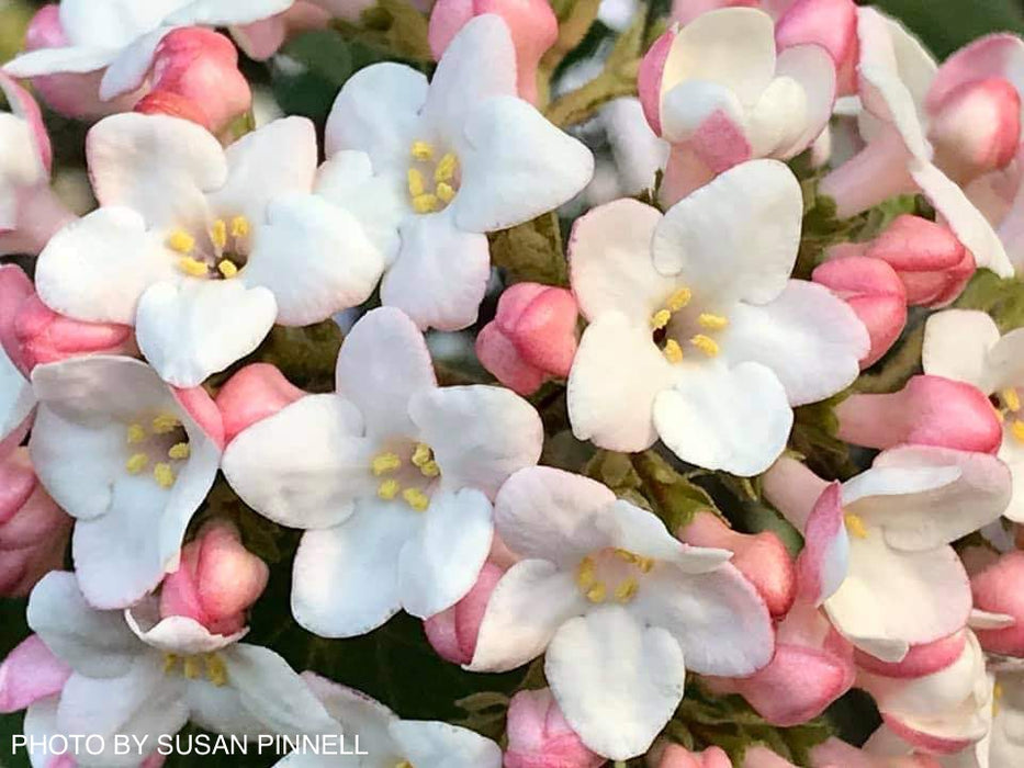 Viburnum tinus 'Spring Bouquet' Compact Viburnum