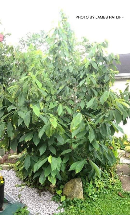 Asimina triloba 'Sunflower' Pawpaw Fruit Tree