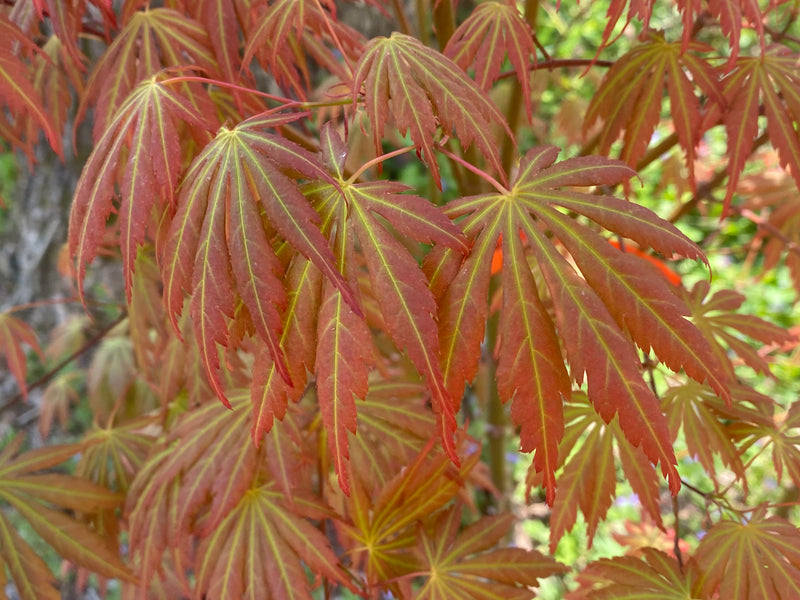 - Acer shirasawanum 'Bronze Age' Bronze Full Moon Japanese Maple - Mr Maple │ Buy Japanese Maple Trees
