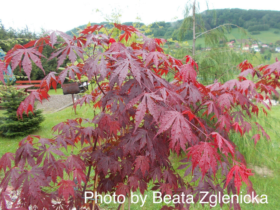 Acer shirasawanum 'Yasemin' Full Moon Japanese Maple