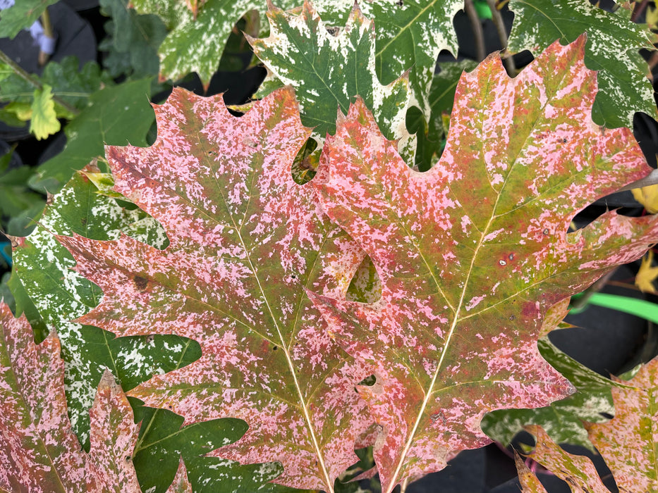 Quercus rubra 'Greg’s Variegated' Variegated Red Oak Tree