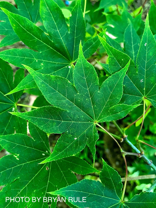 Acer palmatum 'Narou nishiki' Japanese maple