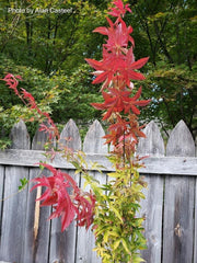 - Acer palmatum 'Gable's Glory' Chameleon Japanese Maple - Mr Maple │ Buy Japanese Maple Trees