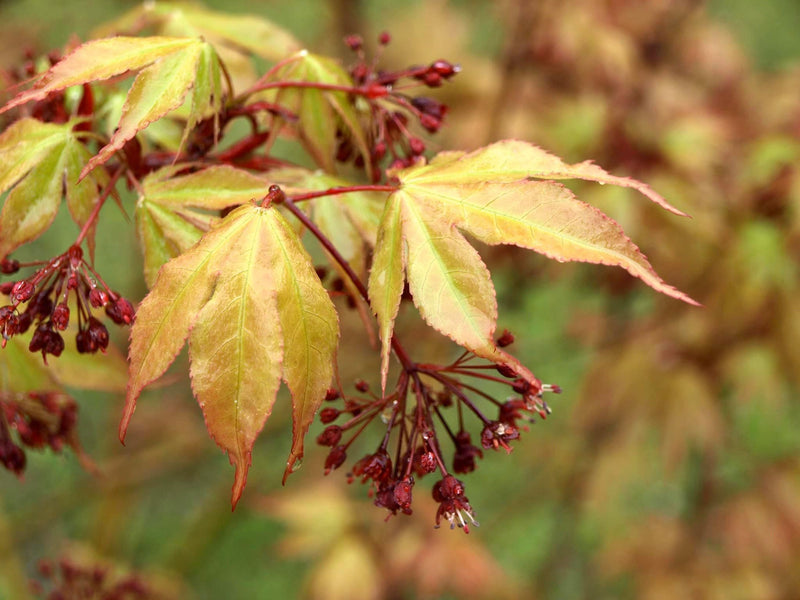 - Acer palmatum 'Osakazuki' Japanese Maple - Mr Maple │ Buy Japanese Maple Trees