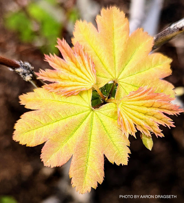 Acer circinatum 'Sunny Sister' Dwarf Japanese Maple