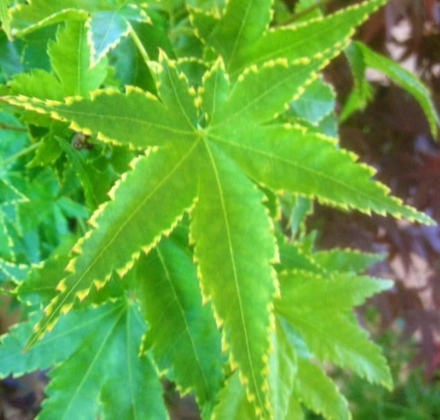 - Acer palmatum 'Sagara nishiki' Japanese Maple - Mr Maple │ Buy Japanese Maple Trees