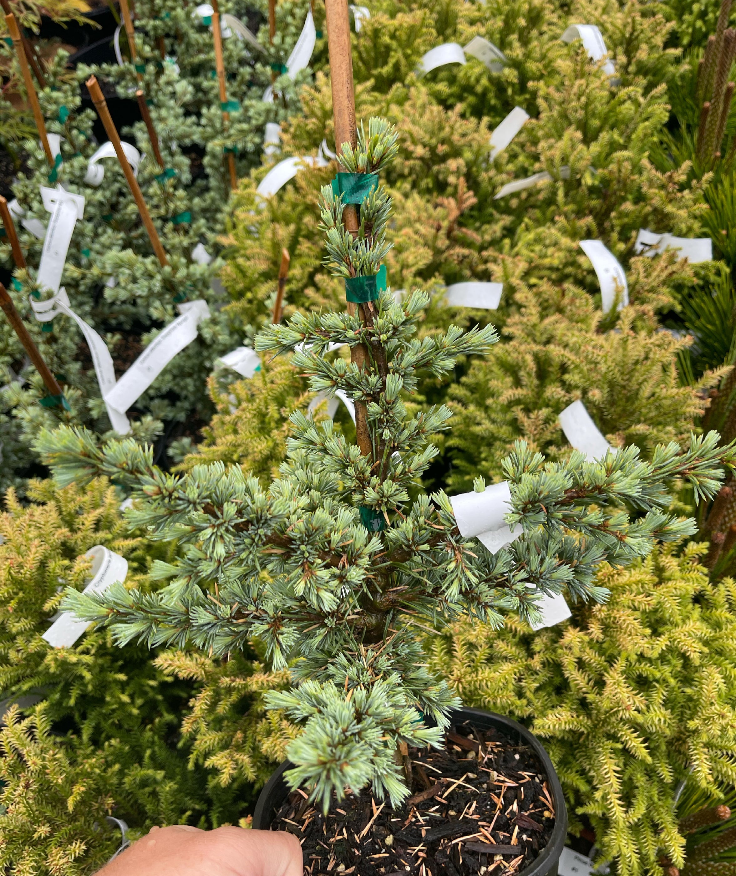 Buy Cedrus atlantica 'Sapphire Nymph' Dwarf Blue Atlas Cedar — Mr Maple ...