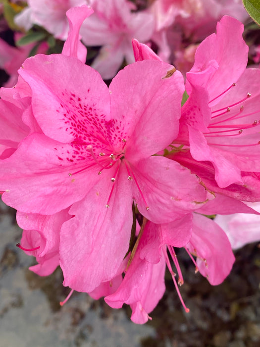 Azalea 'North Lake Beauty’ Pink Variegated Azalea