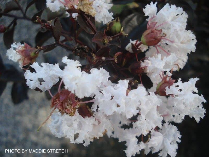 Lagerstroemia 'Ebony and Ivory' White Flowering Crepe Myrtle