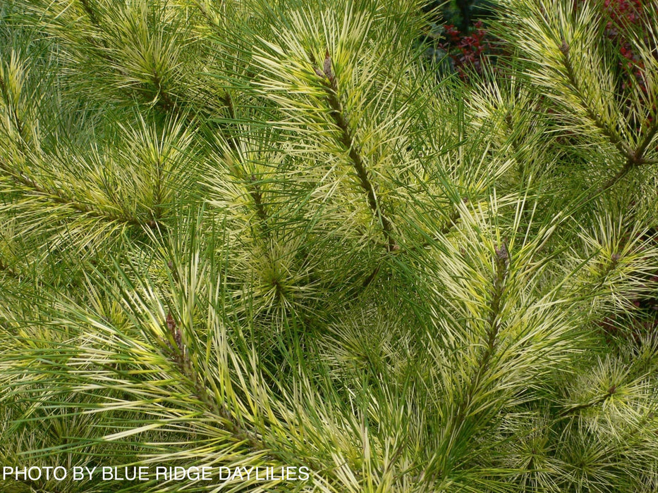 Pinus densiflora 'Cesarini Variegated' Variegated Japanese Red Pine Tree
