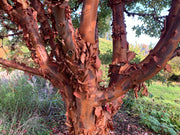 - Acer griseum - Paperbark Maple - Mr Maple │ Buy Japanese Maple Trees