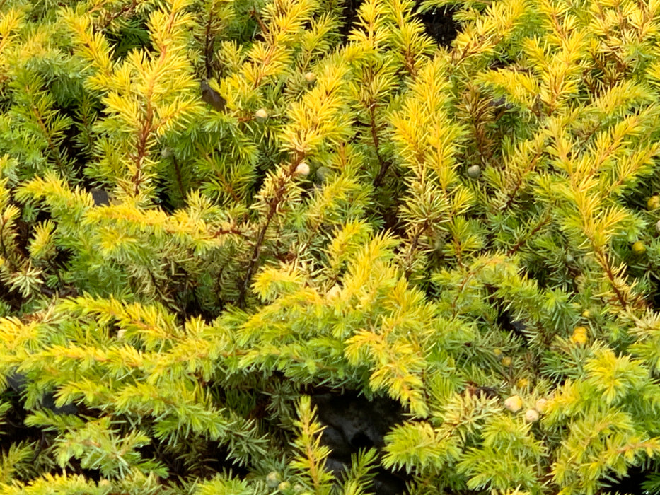 Juniperus rigida conferta 'All Gold' Golden Shore Juniper