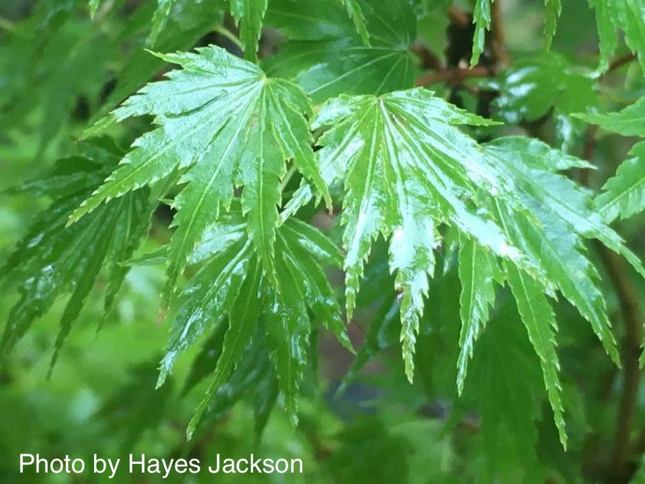 Acer palmatum 'Mimaye' Japanese Maple
