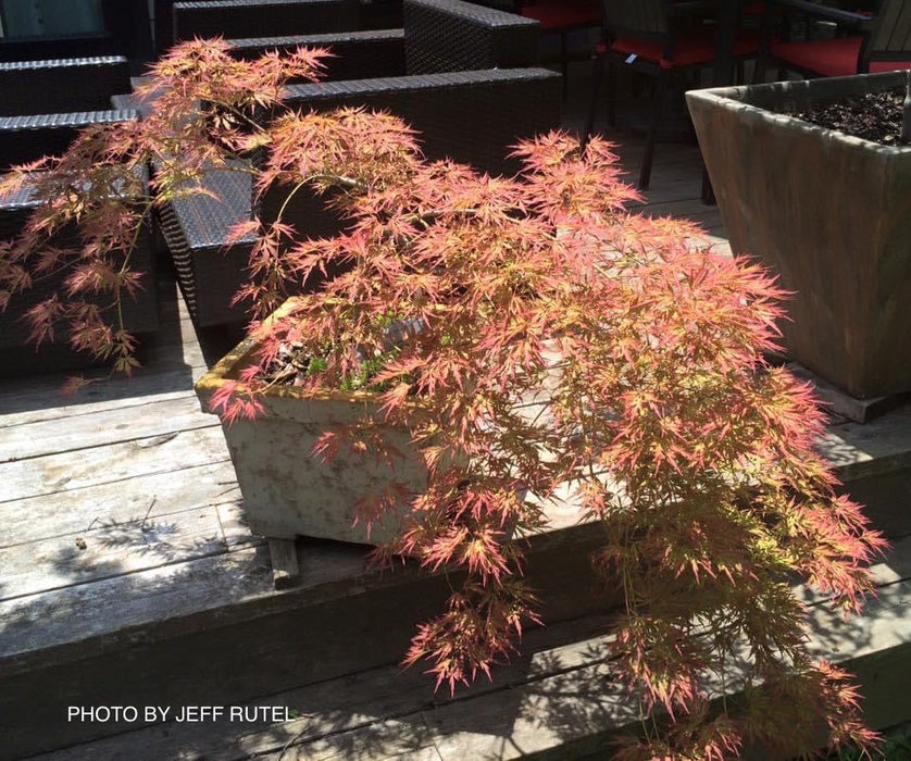 FOR PICKUP ONLY | Acer palmatum 'Irish Lace' Japanese Maple | DOES NOT SHIP