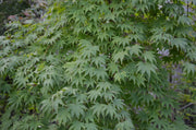 - Acer palmatum 'Rikuzen shidare' Weeping Japanese Maple - Mr Maple │ Buy Japanese Maple Trees
